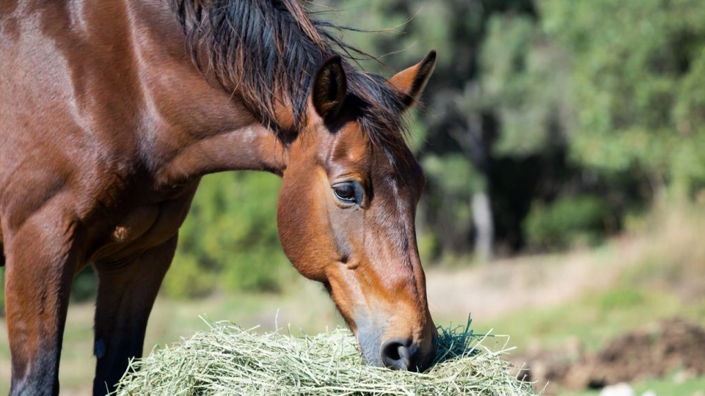 Caballo recibiendo nutrición equina equilibrada