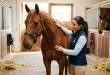 Úlceras gástricas en caballos