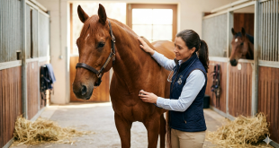 Úlceras gástricas en caballos