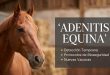 adenitis equina