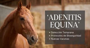 adenitis equina