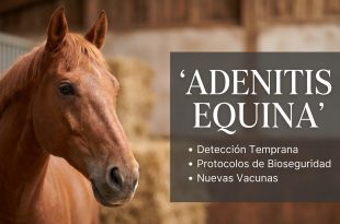 adenitis equina