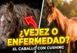 Enfermedad de Cushing en caballos