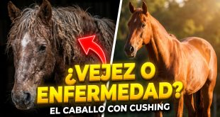 Enfermedad de Cushing en caballos
