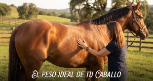 cuánto pesa un caballo