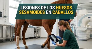 lesiones de los huesos sesamoides en caballos