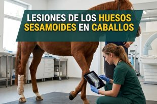 lesiones de los huesos sesamoides en caballos