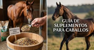 suplementos para caballos